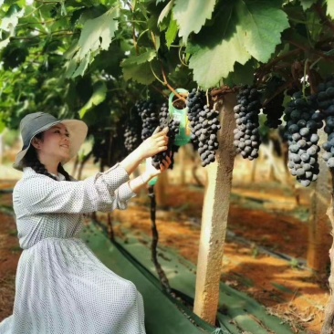 江苏夏黑葡萄上市中口感好价格便宜质量很好