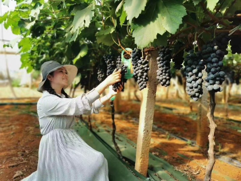 江苏夏黑葡萄上市中口感好价格便宜质量很好