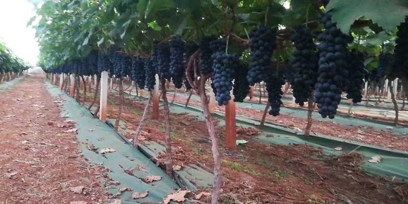 江苏夏黑葡萄上市中口感好价格便宜质量很好