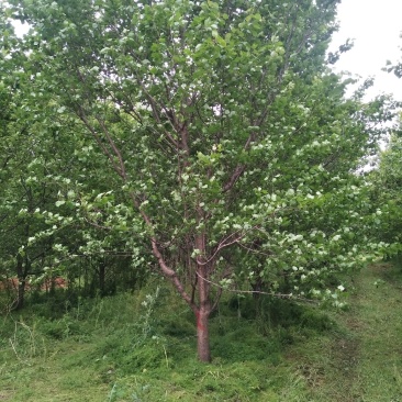 12-15一级杏树大量供应现货