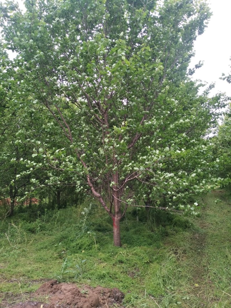 12-15一级杏树大量供应现货