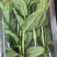 薄荷叶基地大量供应薄荷叶新鲜和干品薄荷叶