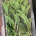 薄荷叶基地大量供应薄荷叶新鲜和干品薄荷叶