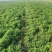 薄荷叶基地大量供应薄荷叶新鲜和干品薄荷叶