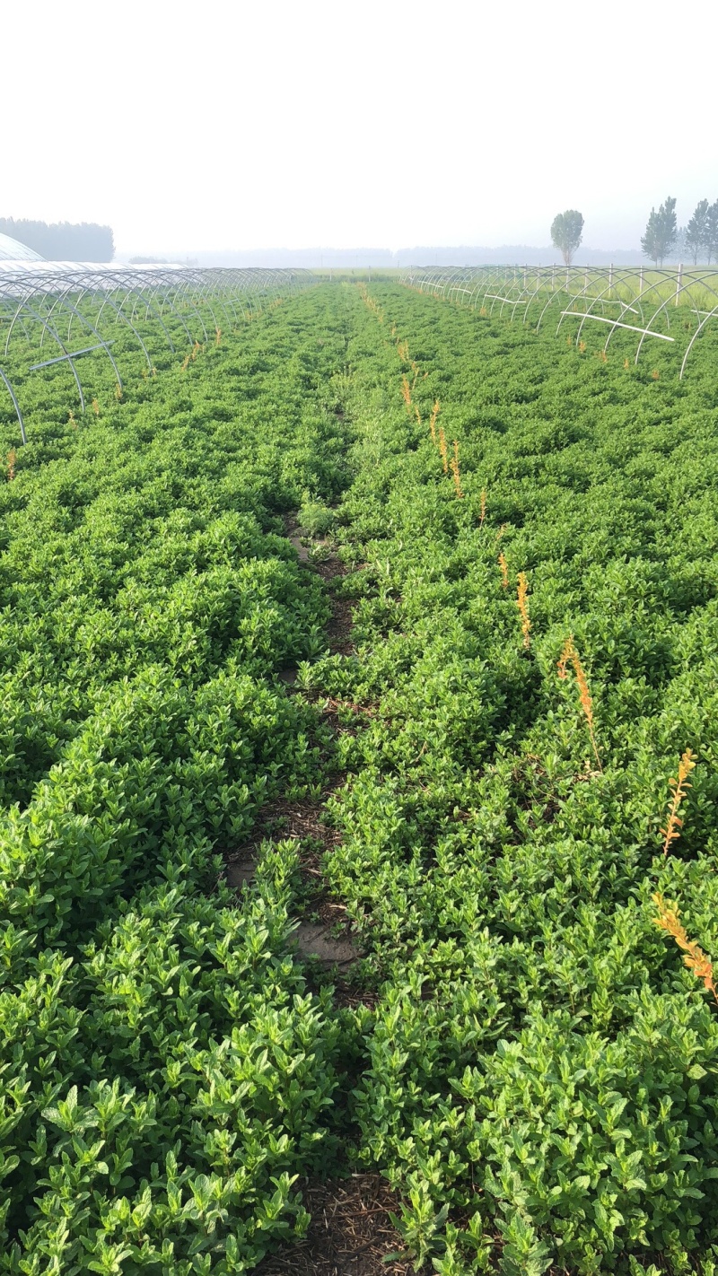 薄荷叶基地大量供应薄荷叶新鲜和干品薄荷叶