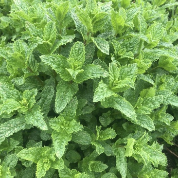 薄荷叶基地大量供应薄荷叶新鲜和干品薄荷叶