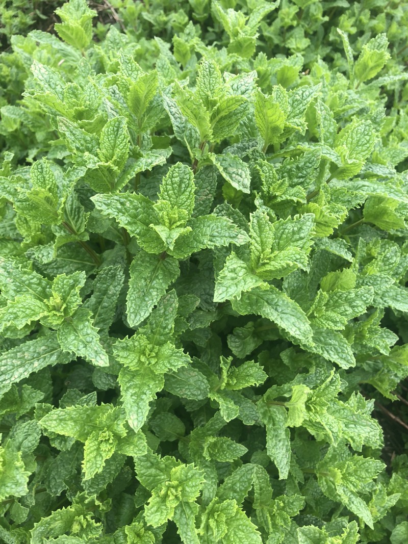 薄荷叶基地大量供应薄荷叶新鲜和干品薄荷叶