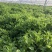薄荷叶基地大量供应薄荷叶新鲜和干品薄荷叶