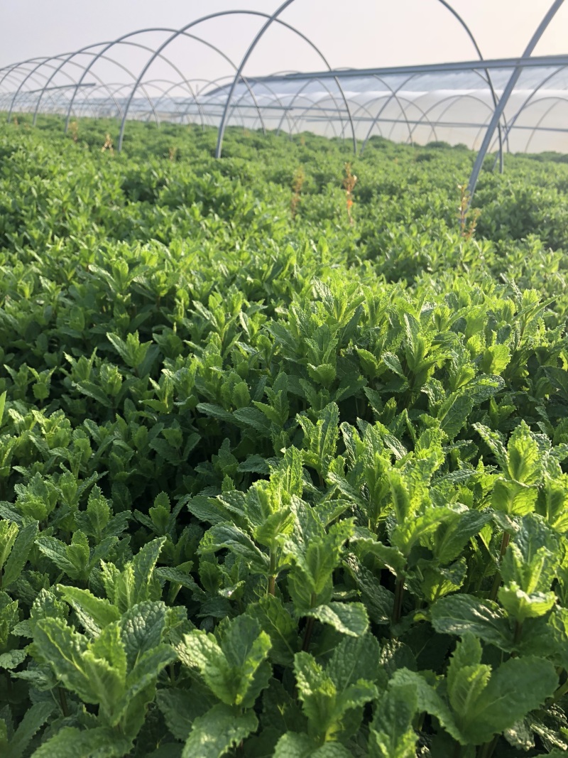 薄荷叶基地大量供应薄荷叶新鲜和干品薄荷叶
