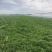 薄荷叶基地大量供应薄荷叶新鲜和干品薄荷叶