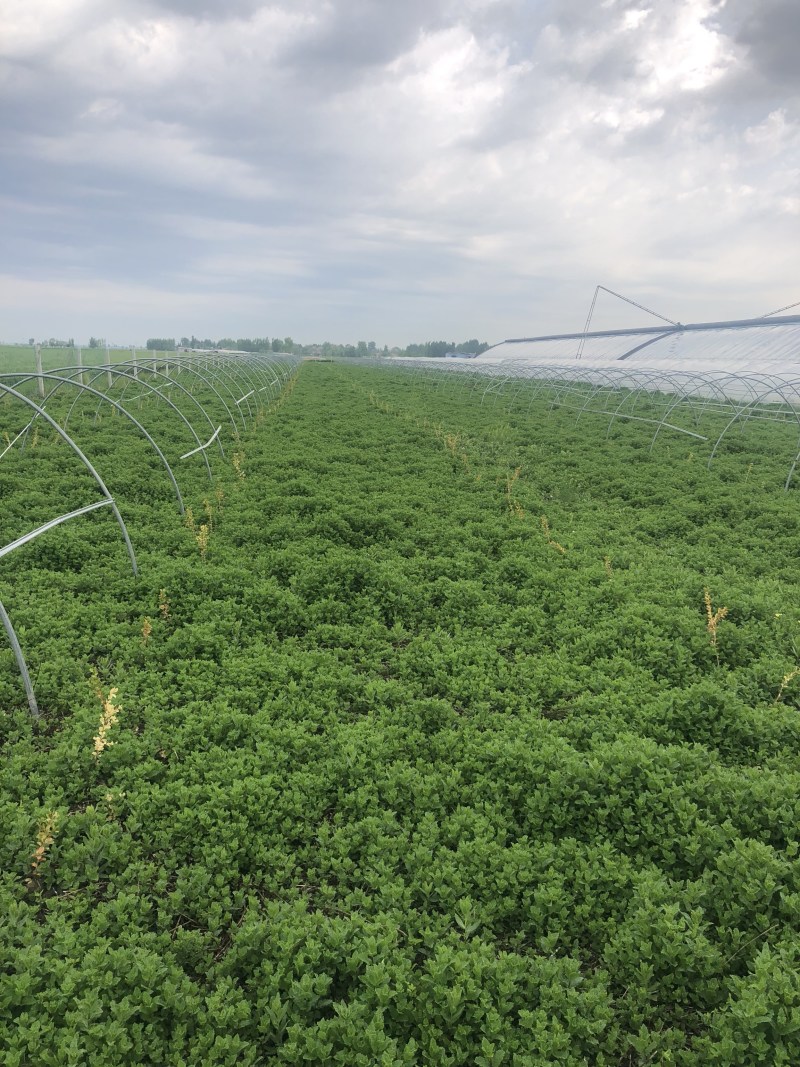 薄荷叶基地大量供应薄荷叶新鲜和干品薄荷叶