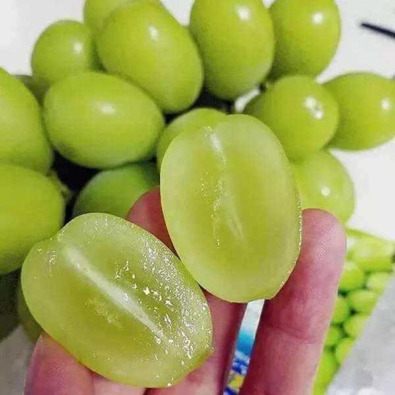 江苏阳光玫瑰口感特好串行好看价格优美