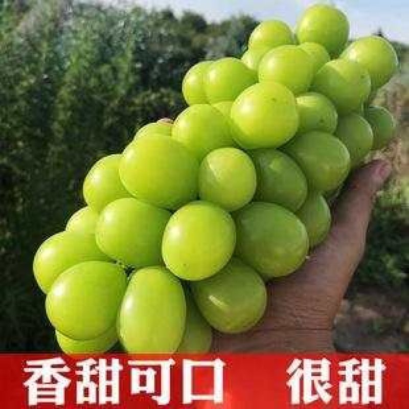 江苏阳光玫瑰口感特好串行好看价格优美