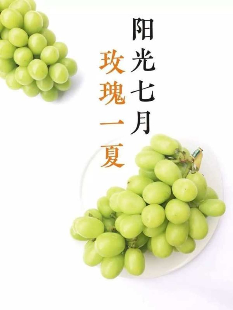 江苏阳光玫瑰口感特好串行好看价格优美