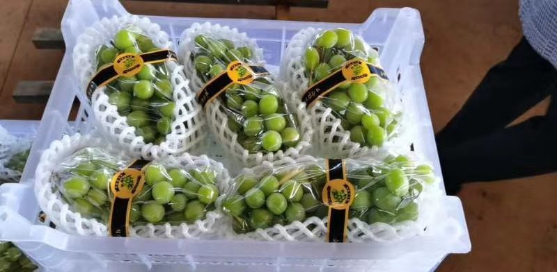 江苏阳光玫瑰口感特好串行好看价格优美