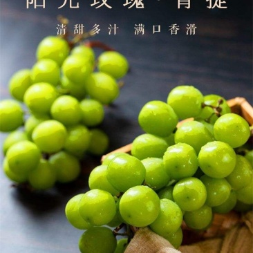 江苏阳光玫瑰口感特好串行好看价格优美