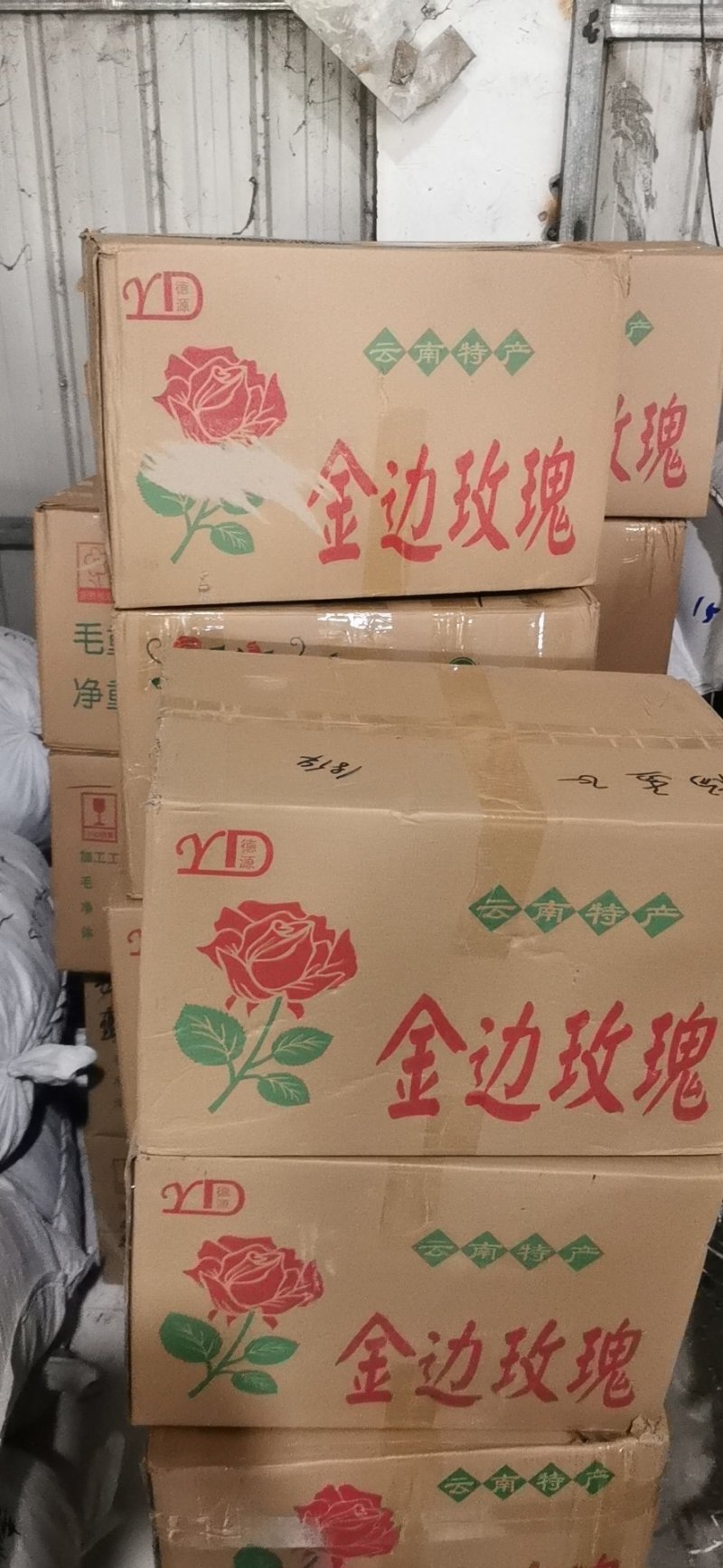 金边玫瑰