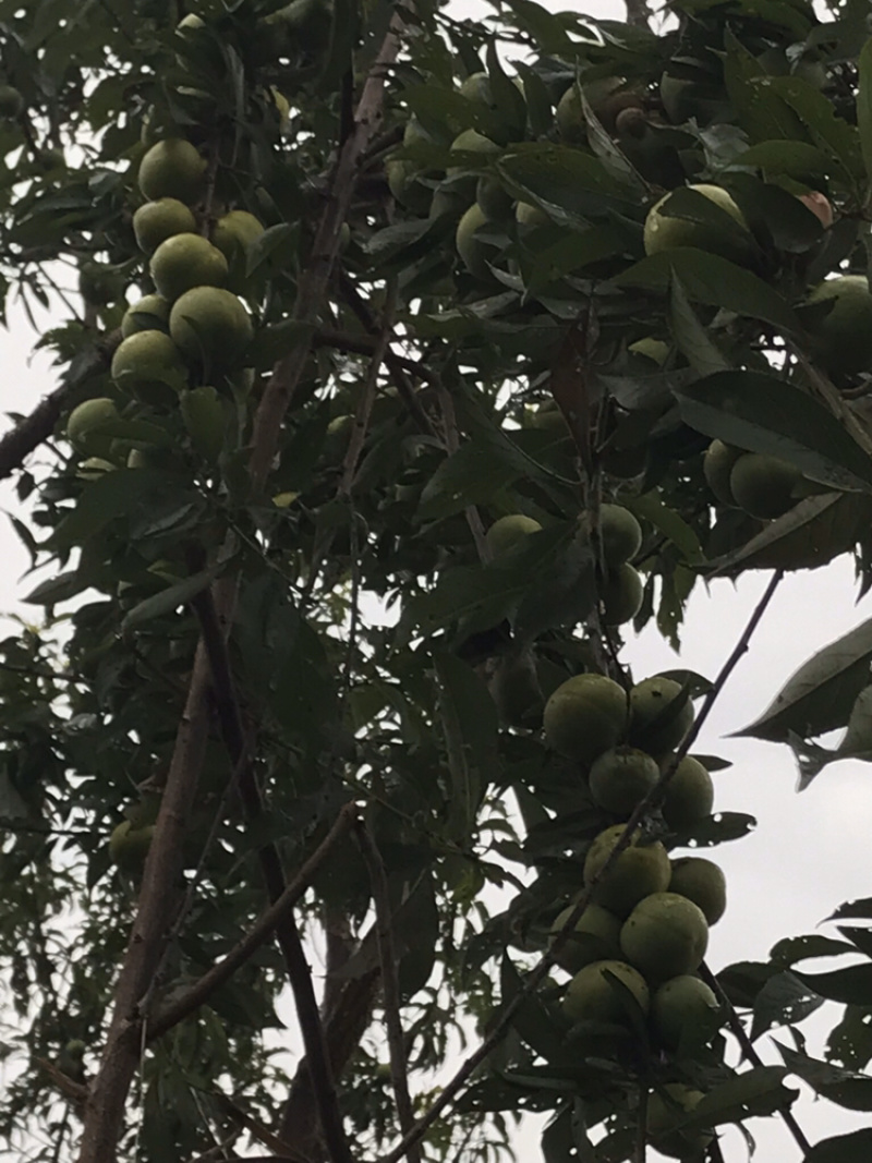 果园转让
