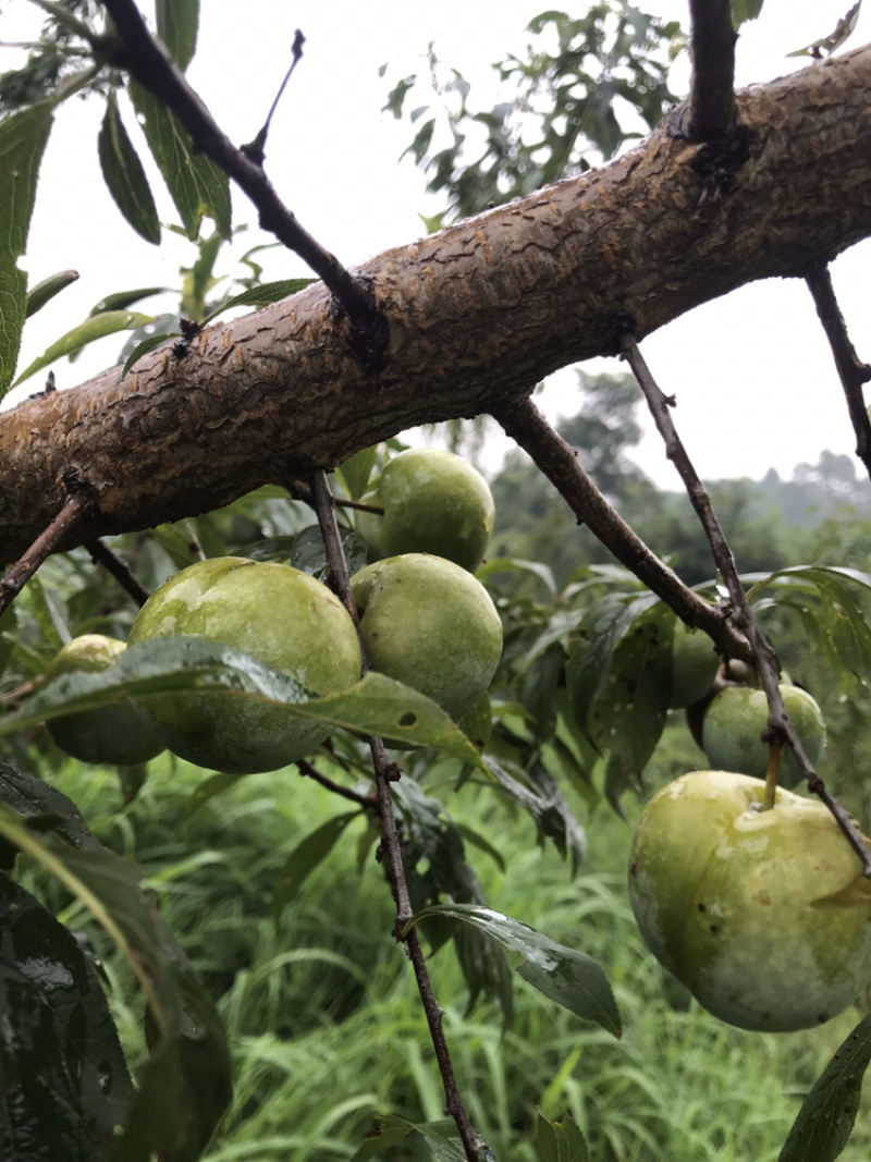 果园转让