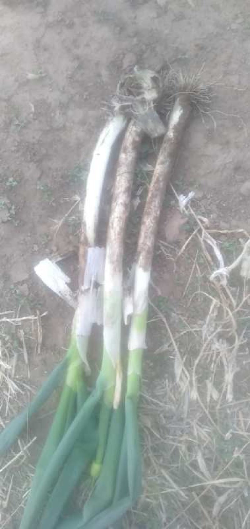 长白大葱，货源充足，质量优良