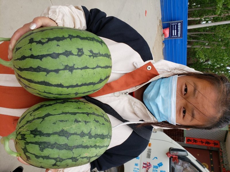 2k小西瓜，礼品小西瓜免费装车，食宿免费