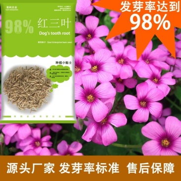 厂家批发源头发货红三叶绿化边坡草种子可试种发芽率高草量大