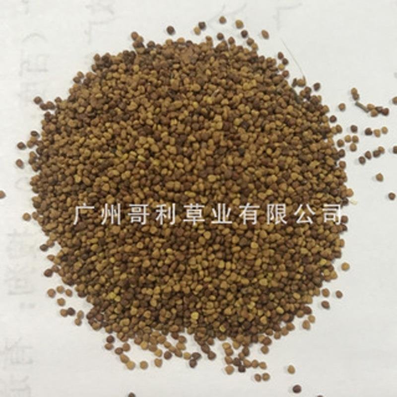 厂家批发源头发货红三叶绿化边坡草种子可试种发芽率高草量大