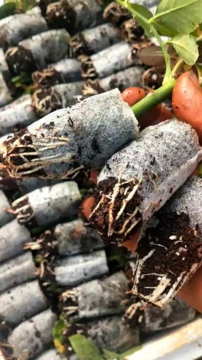 玫瑰月季嫁接苗无纺布杯苗基地直发，量大从优