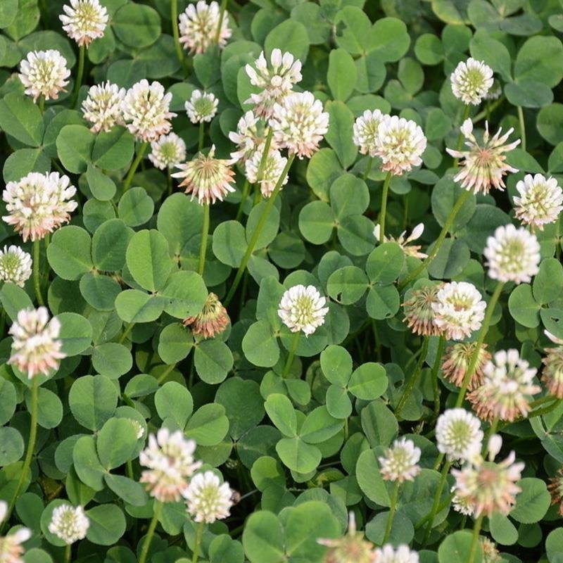 厂家直销批发绿化园林工程花草种子白三叶包衣裸种量大从优