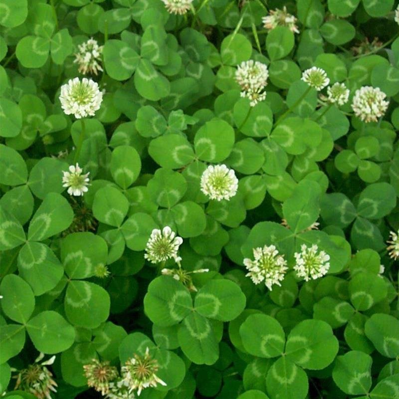 厂家直销批发绿化园林工程花草种子白三叶包衣裸种量大从优