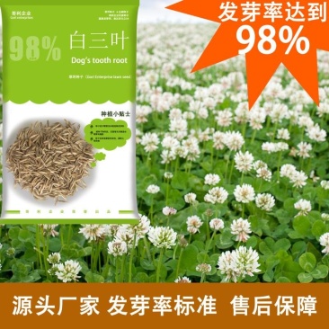 厂家直销批发绿化园林工程花草种子白三叶包衣裸种量大从优