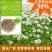 厂家直销批发绿化园林工程花草种子白三叶包衣裸种量大从优