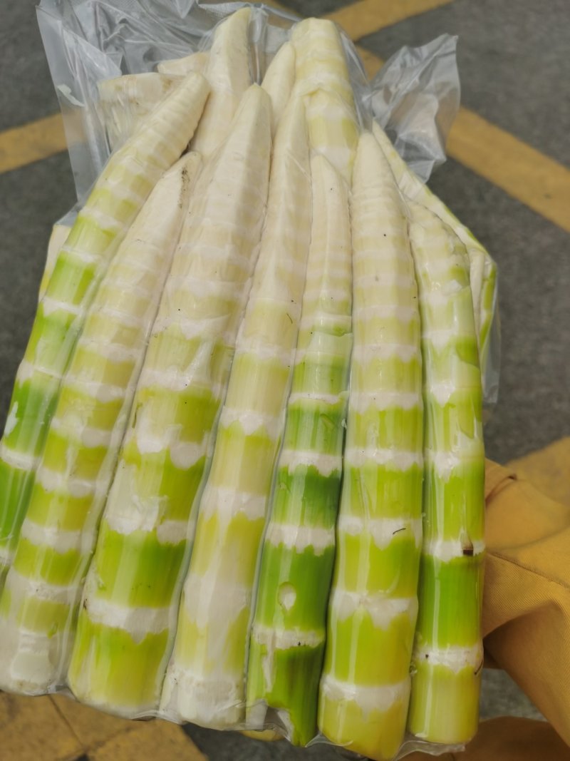 水竹笋