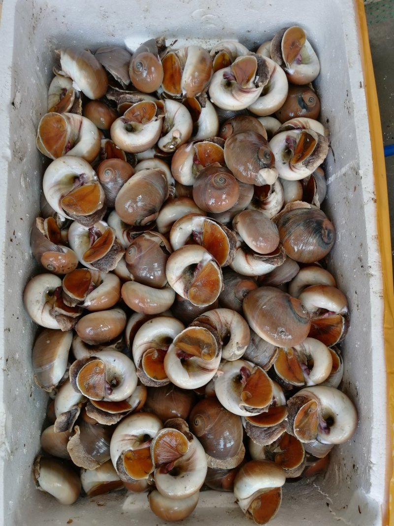 新鲜香螺