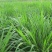 多年生黑麦草牛羊蓄牧草坪种子批发花园小区发芽率高技术指导
