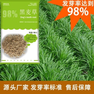 多年生黑麦草牛羊蓄牧草坪种子批发花园小区发芽率高技术指导