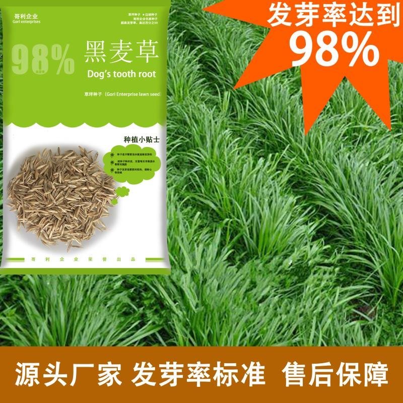 多年生黑麦草牛羊蓄牧草坪种子批发花园小区发芽率高技术指导