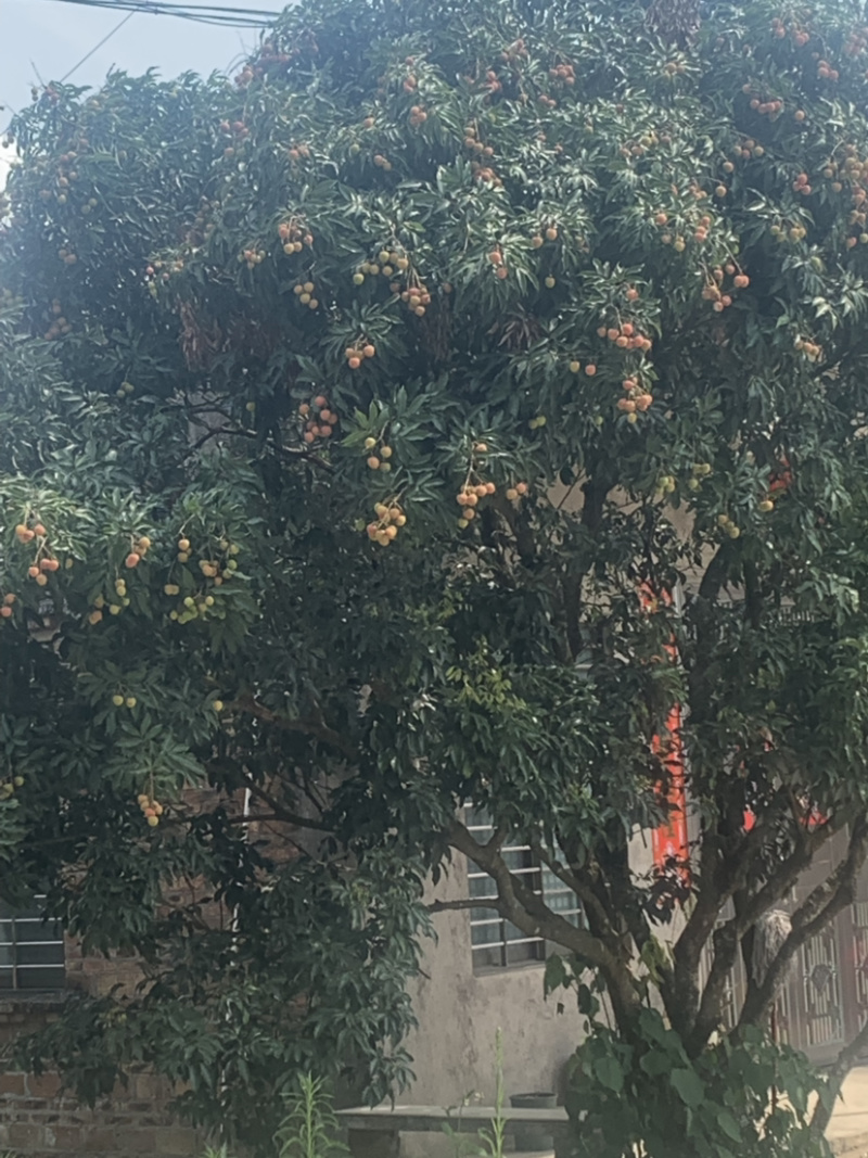 荔枝产地代办代收代电商供货一条龙服务黑叶白蜡