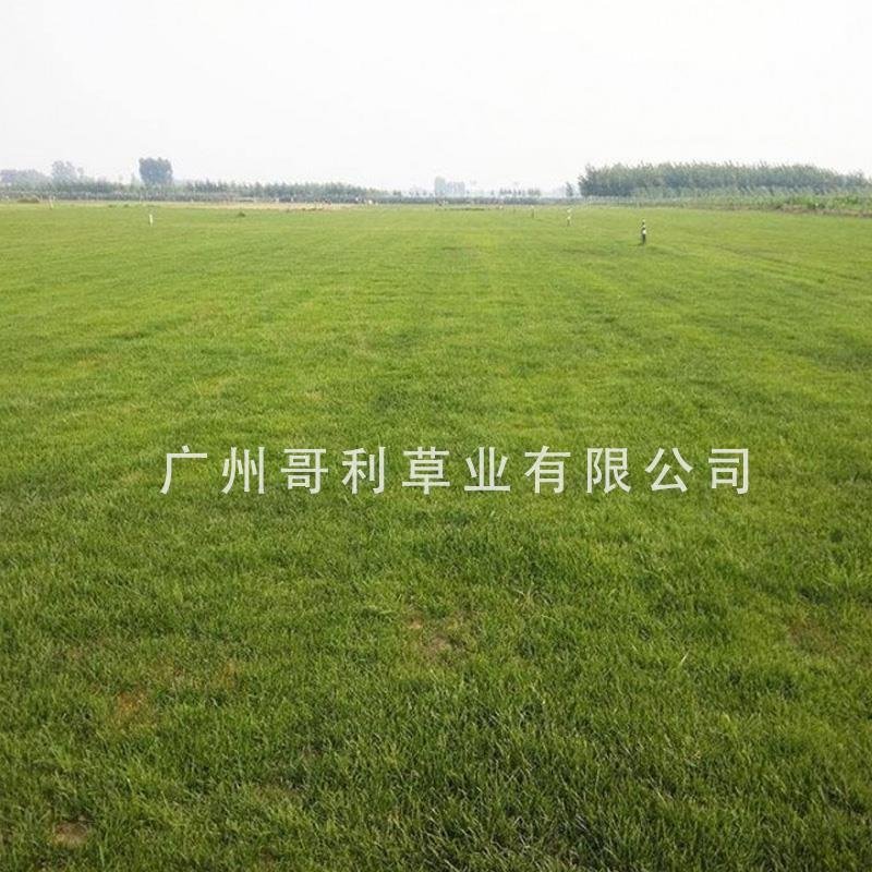 厂家批发百喜草绿化工程草地山坡边坡草种子发芽易生长指导