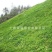 厂家批发百喜草绿化工程草地山坡边坡草种子发芽易生长指导