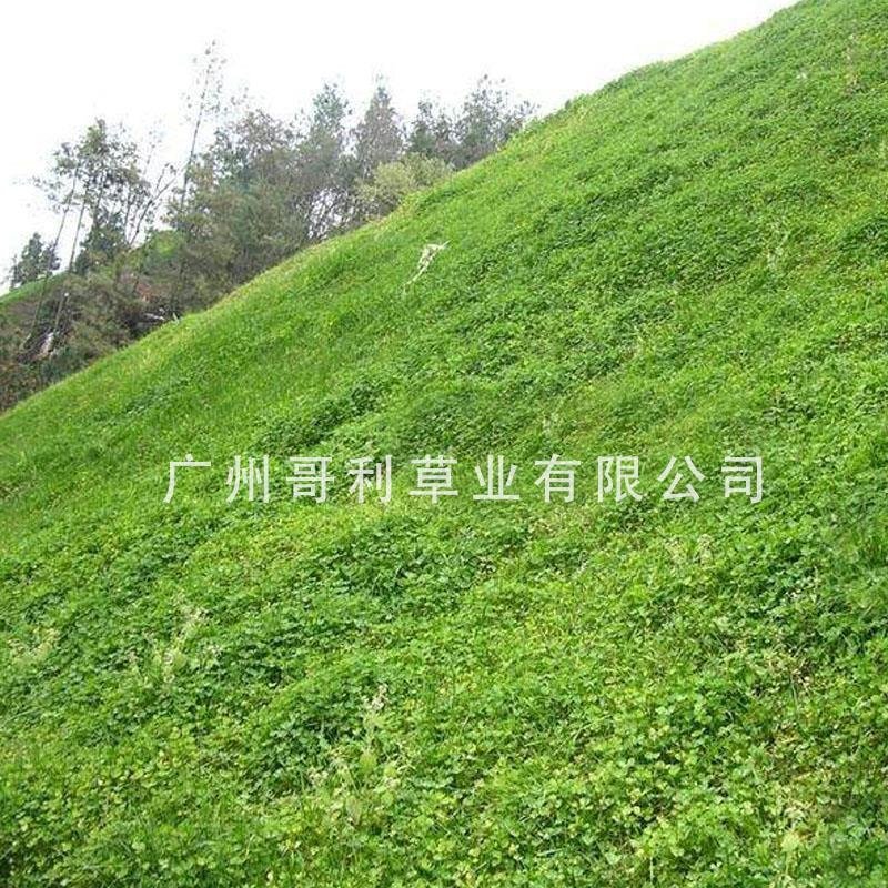 厂家批发百喜草绿化工程草地山坡边坡草种子发芽易生长指导