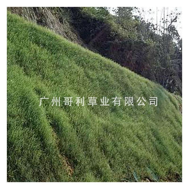 厂家批发百喜草绿化工程草地山坡边坡草种子发芽易生长指导