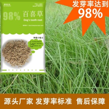 厂家批发百喜草绿化工程草地山坡边坡草种子发芽易生长指导
