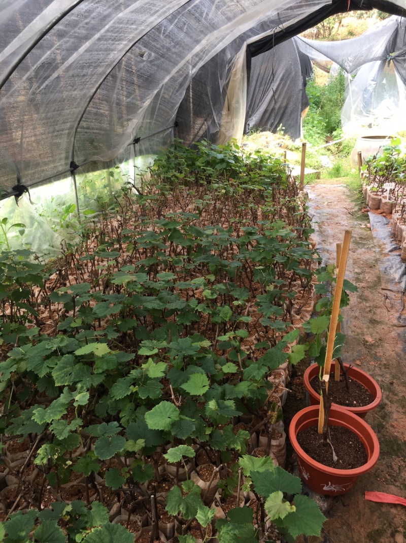 【今日特价】葡萄苗阳光玫瑰葡萄苗靓货包邮
