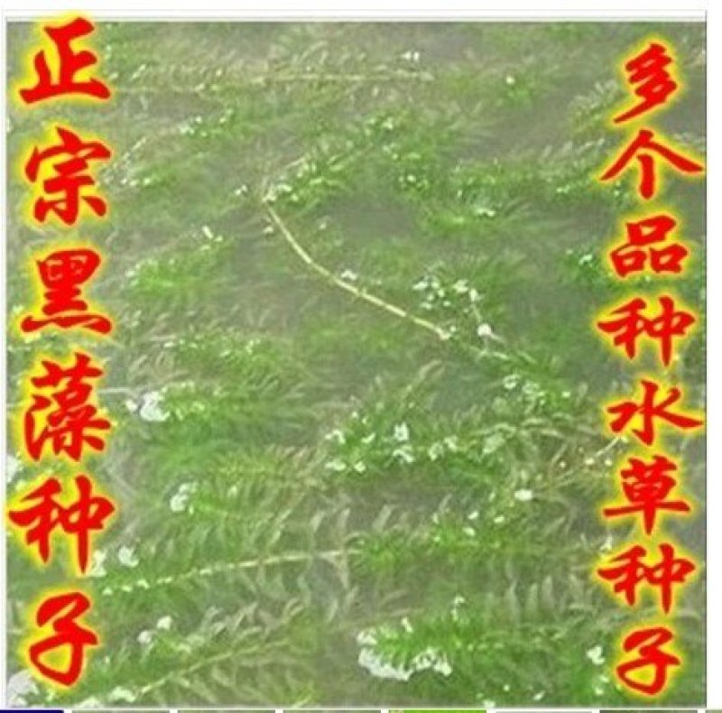 伊乐草，