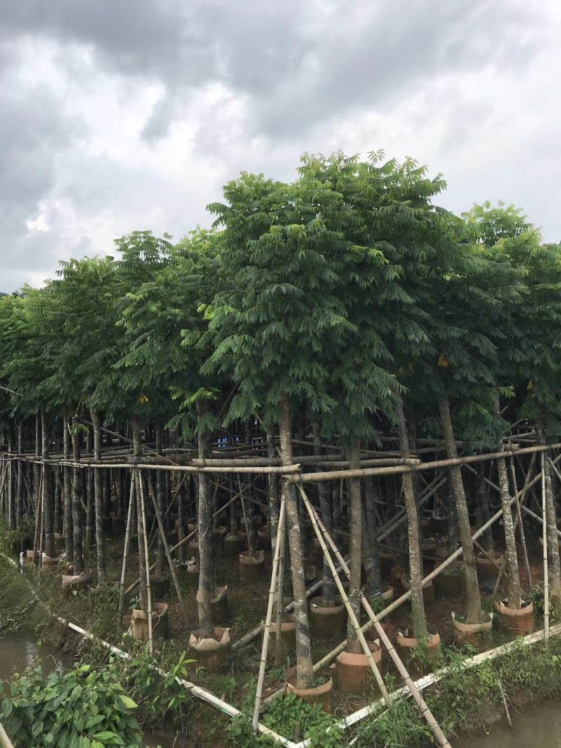 自家8-20分台湾栾树低价供应，量大价优！低价供应自家