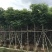 自家8-20分台湾栾树低价供应，量大价优！低价供应自家