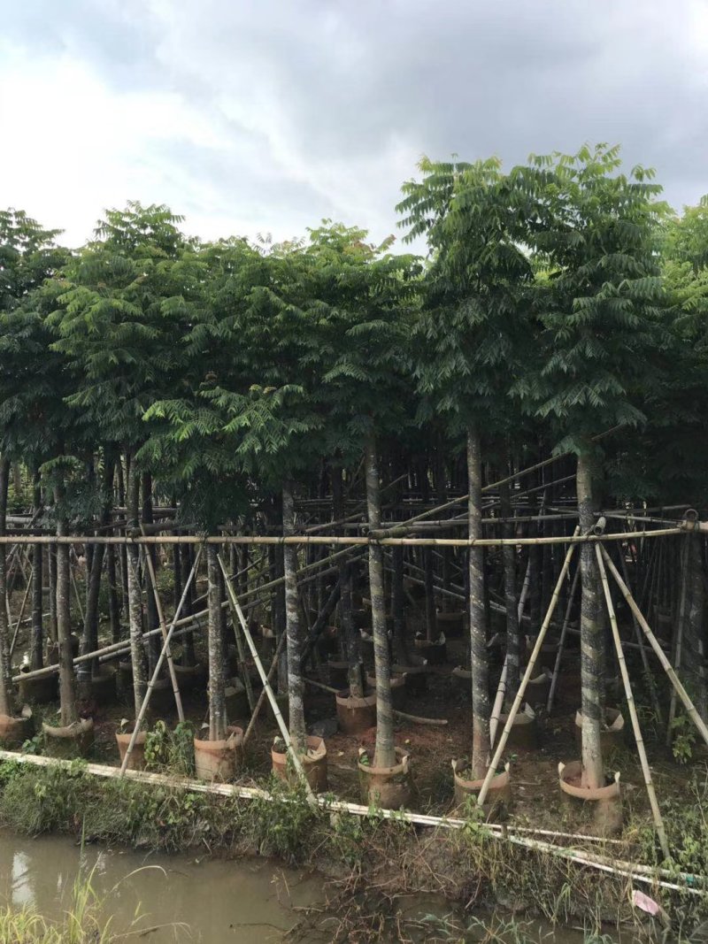 自家8-20分台湾栾树低价供应，量大价优！低价供应自家