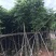 自家8-20分台湾栾树低价供应，量大价优！低价供应自家