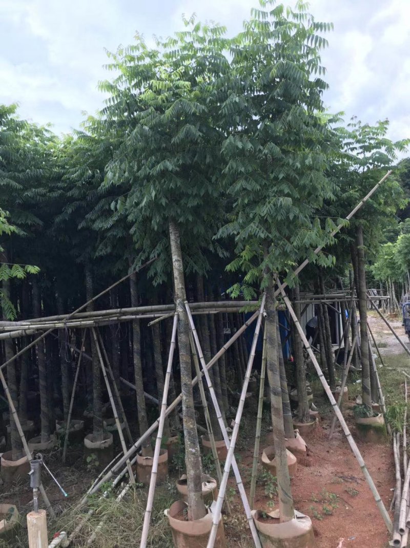 自家8-20分台湾栾树低价供应，量大价优！低价供应自家